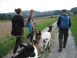 Ziegenwanderung im Wienerwald