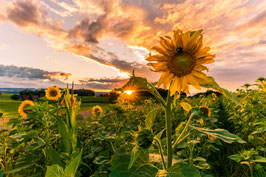 SONNENBLUME AUF FOTOLEINWAND