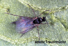 LARVEN-STOPP  Nematoden gegen Trauermücken- und Tripslarver (Steinernema feltiae)