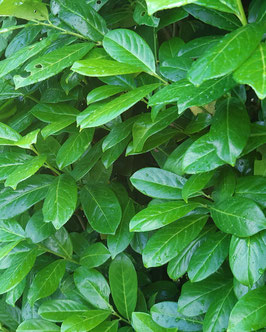 Prunus laurocerasus 'Novita'