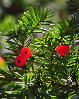 Taxus baccata