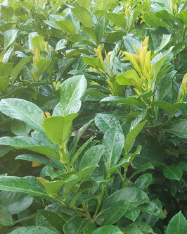 Prunus laurocerasus 'Etna'®