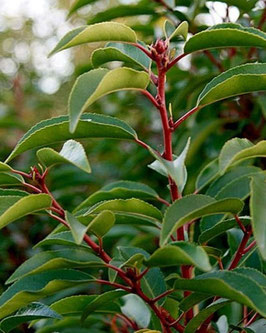 Prunus lusitanica 'Angustifolia'