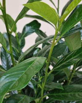 Prunus laurocerasus 'Elly'®