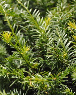 Taxus baccata 'Best Hedge'