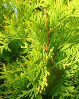 Thuja occidentalis 'Yellow Ribbon'