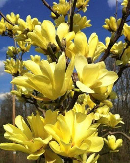 Magnolia 'Yellow Lantern'