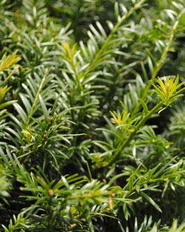 Taxus baccata 'Best Globe'