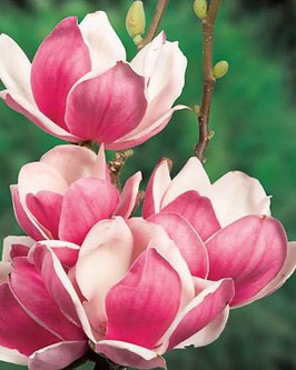 Magnolia 'Satisfaction''