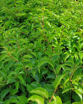 Prunus lusitanica 'Tico'