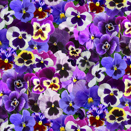 Lovely Pansies, Packed Pansies Purple,  Elizabeth's Studio 11081950820