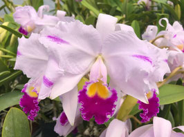 Cattleya trianaei ff. pincelada