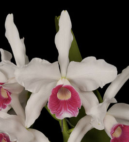 Cattleya purpurata f. carnea