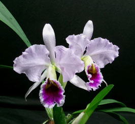 Cattleya percivaliana "Läpple"