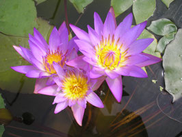 Nymphaea Tina