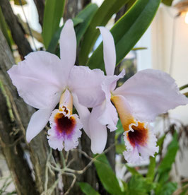 Cattleya percivaliana coerulea "Blue Shadow"