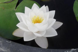 Nymphaea Siam Jasmine