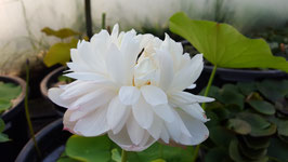 Nelumbo White Sponge