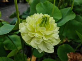Nelumbo Gold Apple