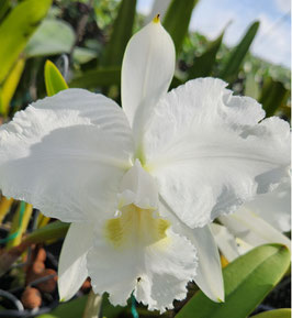 Cattleya lueddemanniana f. alba "Maria Callas"