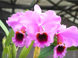 Cattleya percivaliana "Alberts"