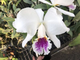 Cattleya mossiae semi-alba ('H&R' x 'Southern Cross')