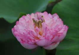 Nelumbo Duplicate Pink