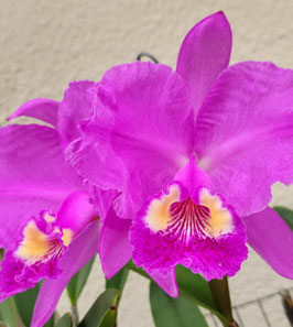 Cattleya lueddemanniana "Pink Globe"