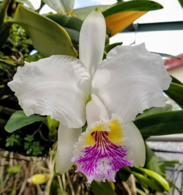Cattleya lueddemanniana fma s/a 'Isabel Nataly'