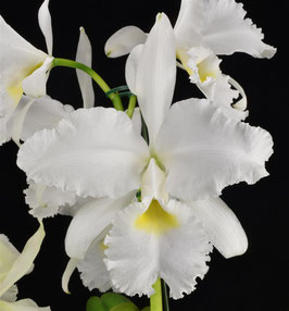 Cattleya warscewiczii f. alba (Cumbre Blanca x self)