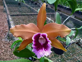 Laelia tenebrosa escura 4n x mais escura 4n EXJO734