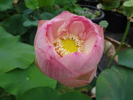 Nelumbo Bielviodi