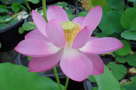 Nelumbo No. 7