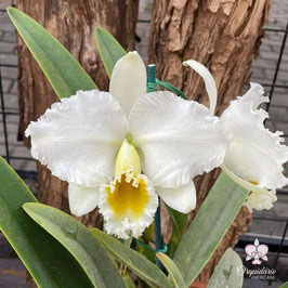 Cattleya percivaliana ff. alba "Fullmoon" x sib