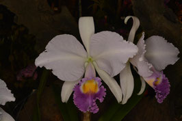 Cattleya trianae f. coerulea "Orquivalle" AM / AOS