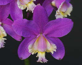 Cattleya harrisoniana