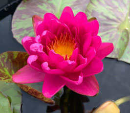 Nymphaea Bangkok Pink Panther