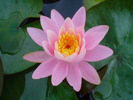 Nymphaea Nigel