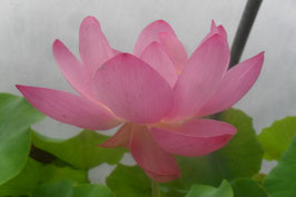 Nelumbo S-07-02-2014