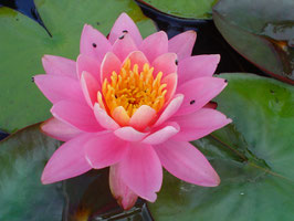 Nymphaea Andenken an Karl Foerster