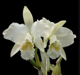 Cattleya mossiae alba Aniel x HI
