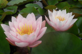 Nymphaea Perry's Pink Beauty