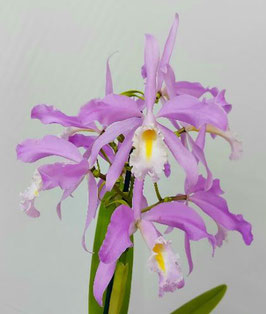 Cattleya maxima ff. concolor x self EXGE1011