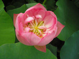 Nelumbo Riches and Honours