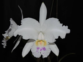 C. lueddemanniana semi alba Agnetha x Cavacano EXLU902