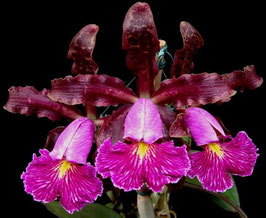 Cattleya schilleriana rubra x rubra EXGE1014