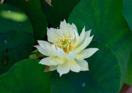 Nelumbo Dream of the Southern Dynasties