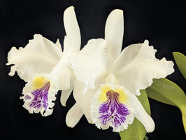 Cattleya lueddemanniana f. S/A Binot x self