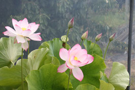 Nelumbo China Girl