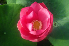 Nelumbo Pekinensis Rubra